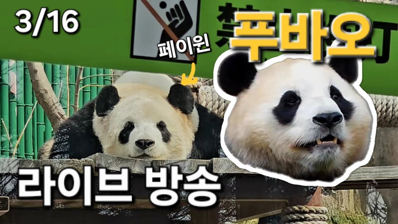 3월 16일 푸바오 라이브 방송 Fubao Live Broadcast