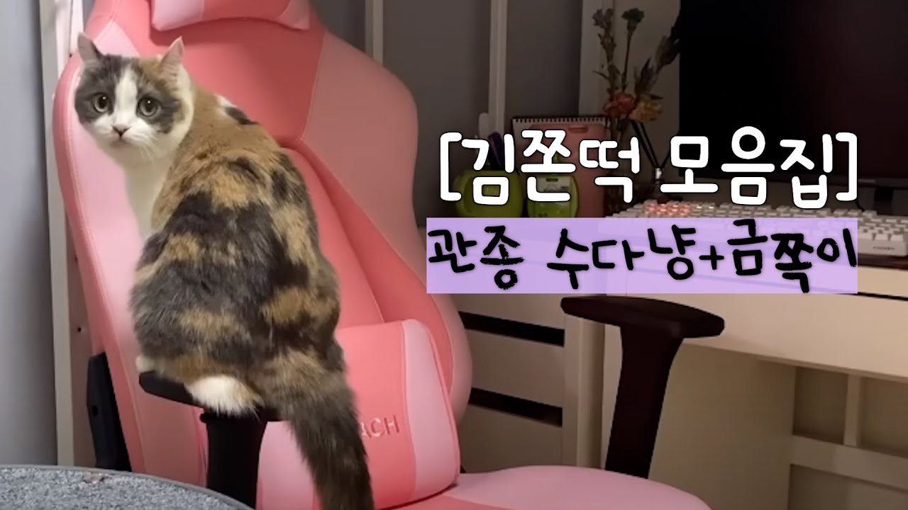 [몰아보기] '왜 저래' 소리가 절로 나오는 수다쟁이 관종 금쫀이 모음집