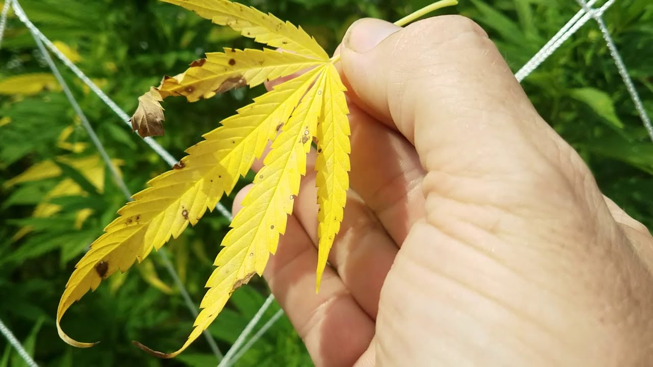 1st grow, Outdoor cannabis plant problems, need help