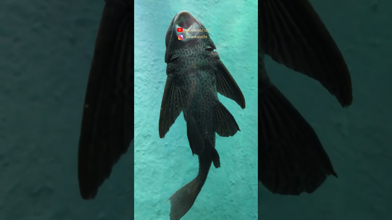 India's LARGEST UNDERWATER FISH TUNNEL Expo | Borivali Mumbai 