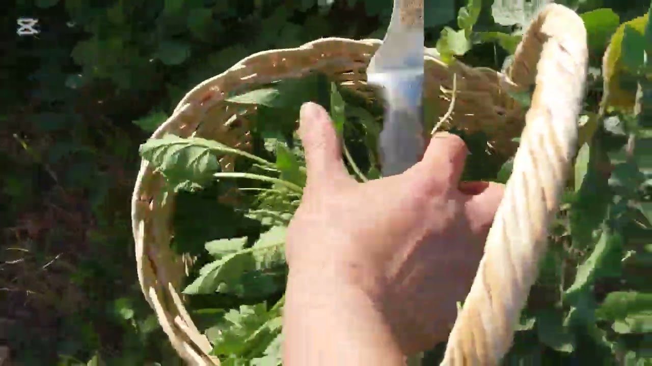 Bugünkü yabani ot yolculuğumuz kuzey bölgesinden. Yine çeşitli yabani otlar topladım 