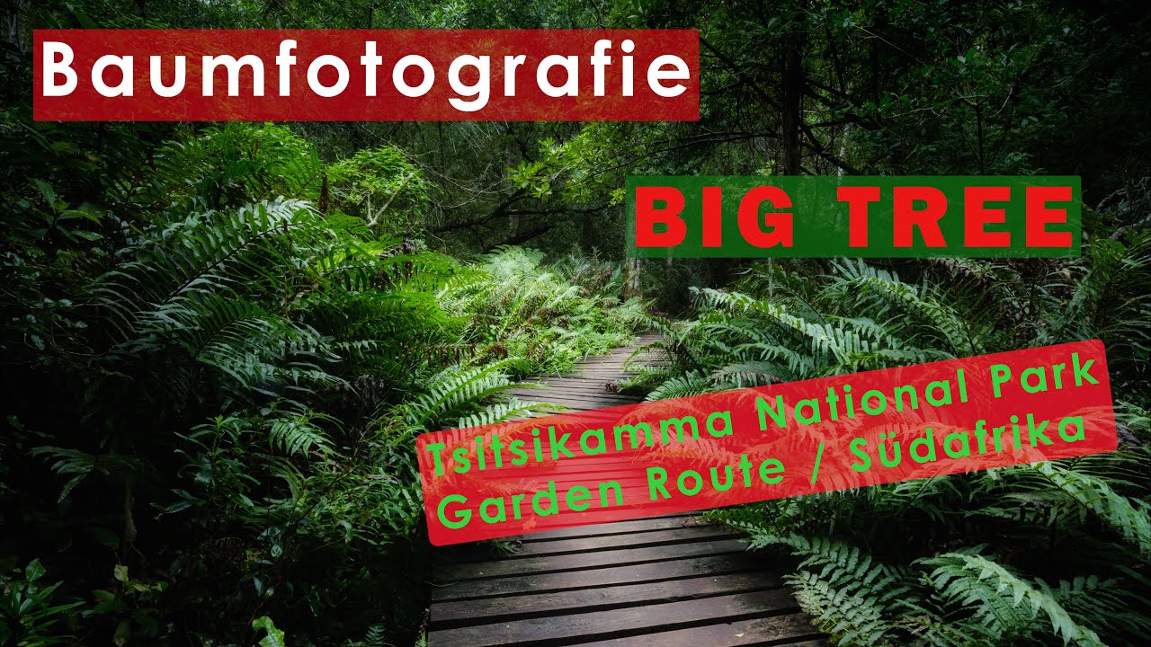 Baumfotografie | Landschaftsfotografie | Big Tree Tsitsikamma National Park | Garden Route S&uuml;dafrika