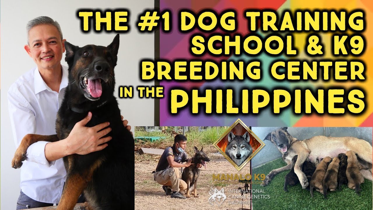 The #1 Dog Training School and K9 Breeding Center in the Philippines -  MANALO K9 🐕🐕‍🦺🦮🐩🐶