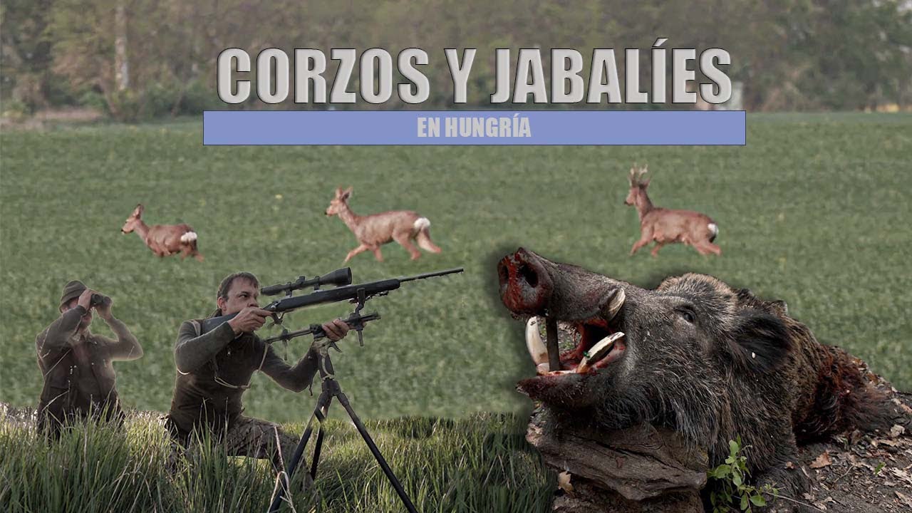 Corzos y jabal&iacute;es en Hungr&iacute;a