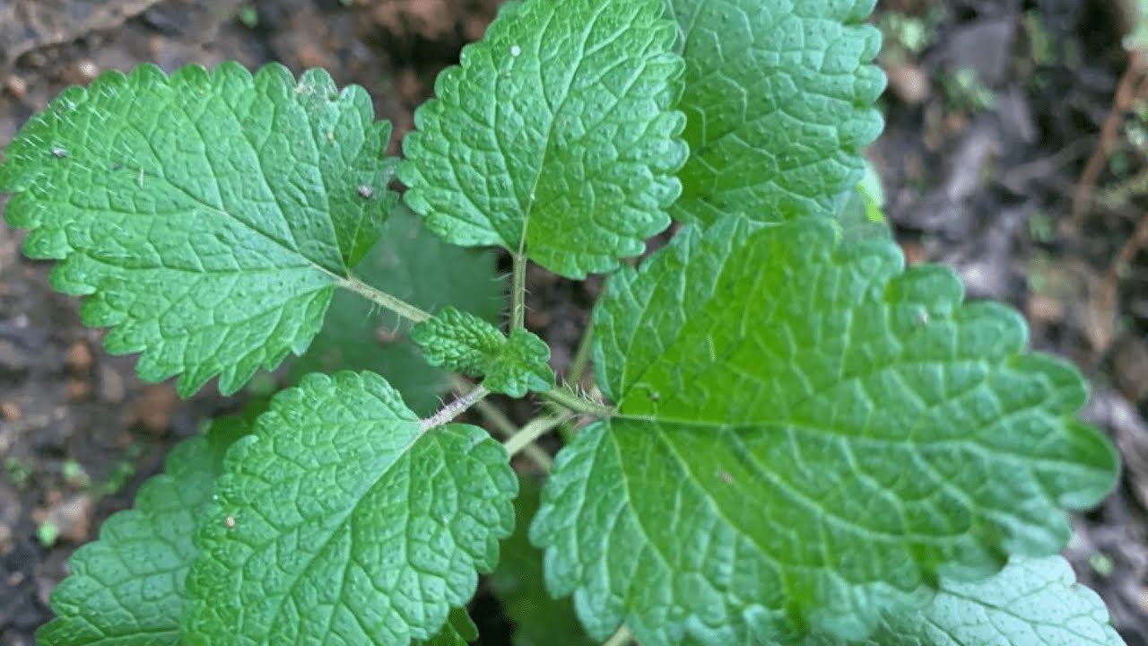 Dicas para saber plantar erva cidreira, ou melissa, em vaso