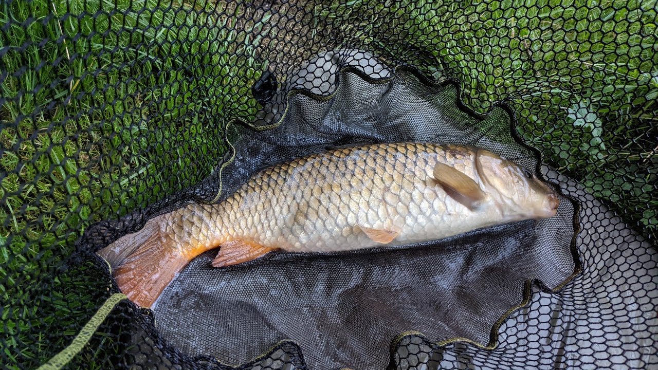 Evening Fish up Hanchurch..