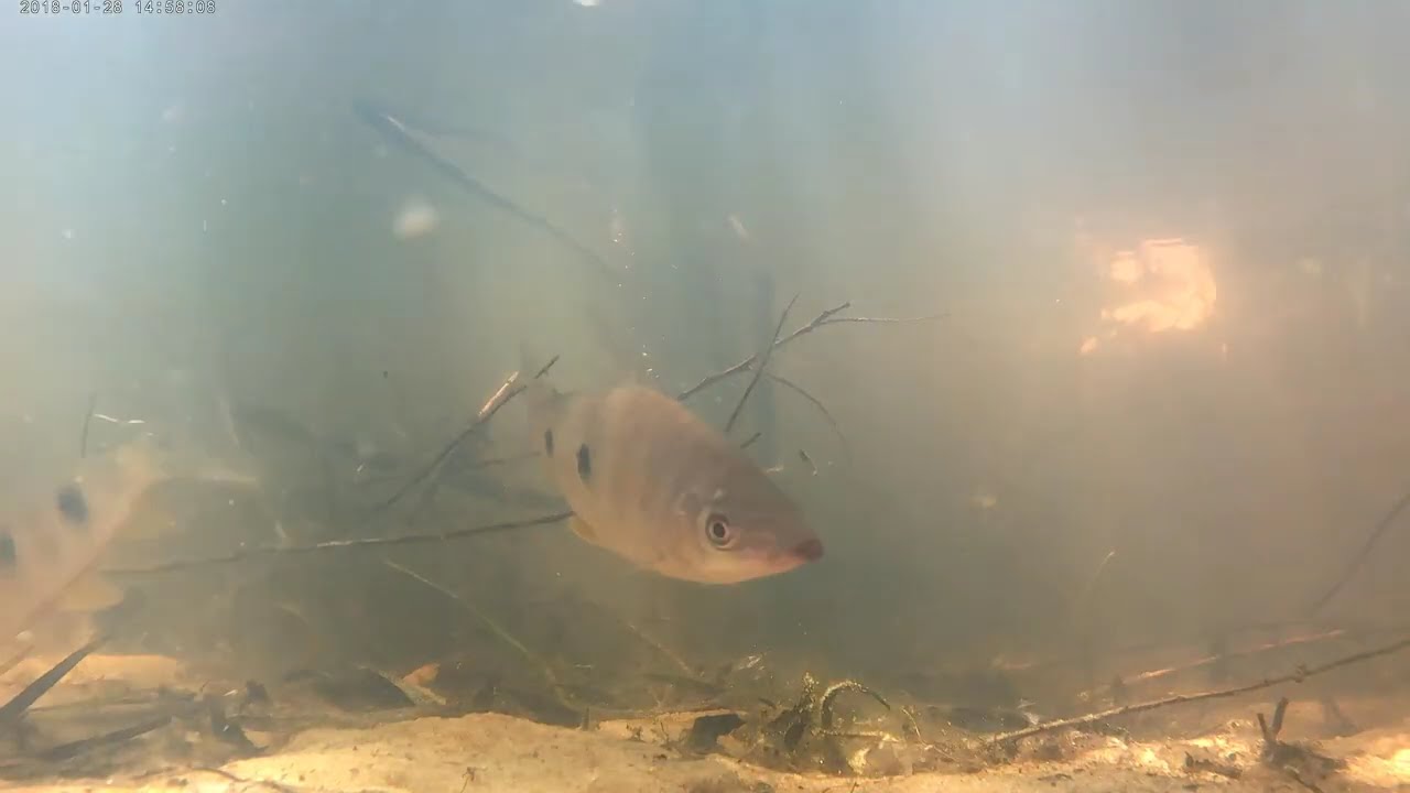 PECES DEL RIO PARANA  🇦🇷🦝🦌🐟 🇦🇷
