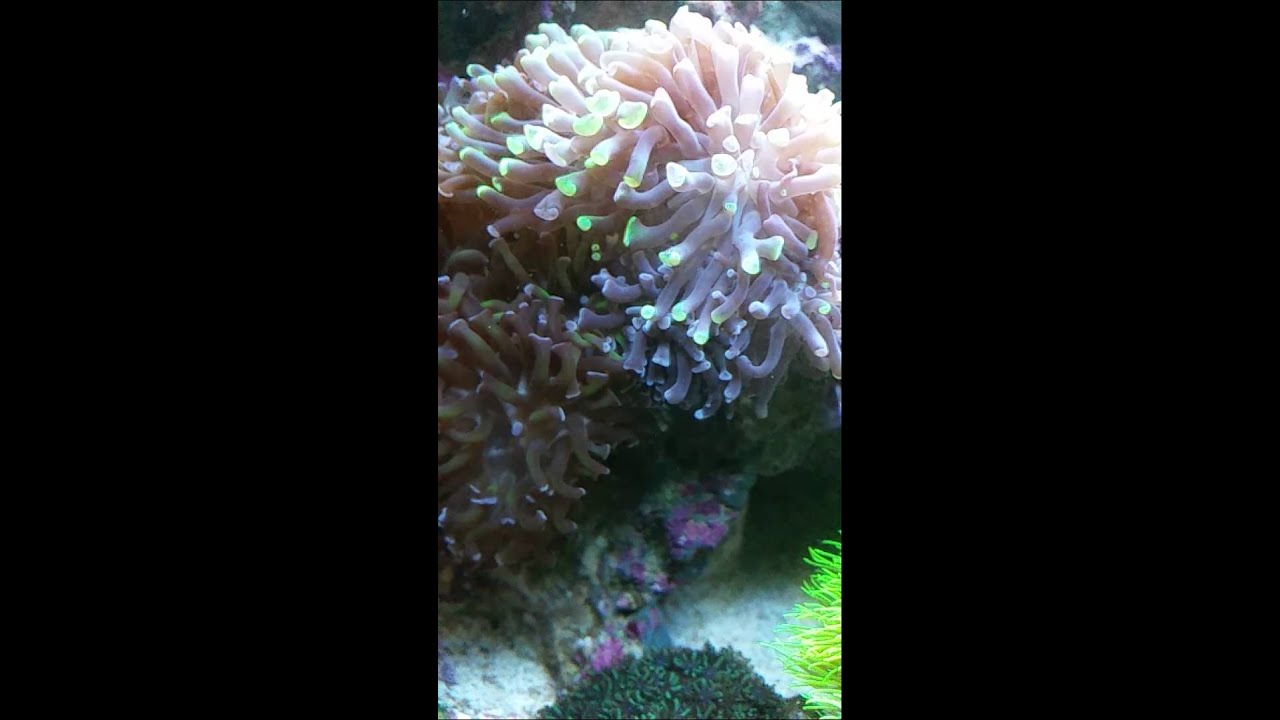 Korallen in slowmotion 1