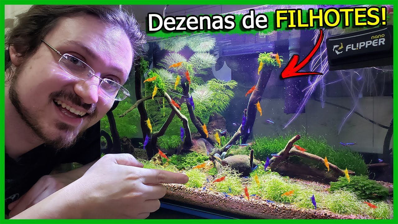 Meus Camarões tiveram FILHOTES no Aquário Comunitário!
