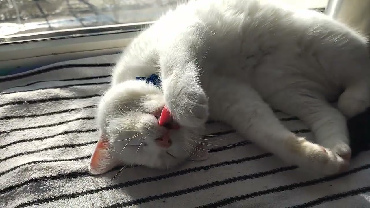 You Can Always Look at These Gentle Creatures - My Cats🥰😂