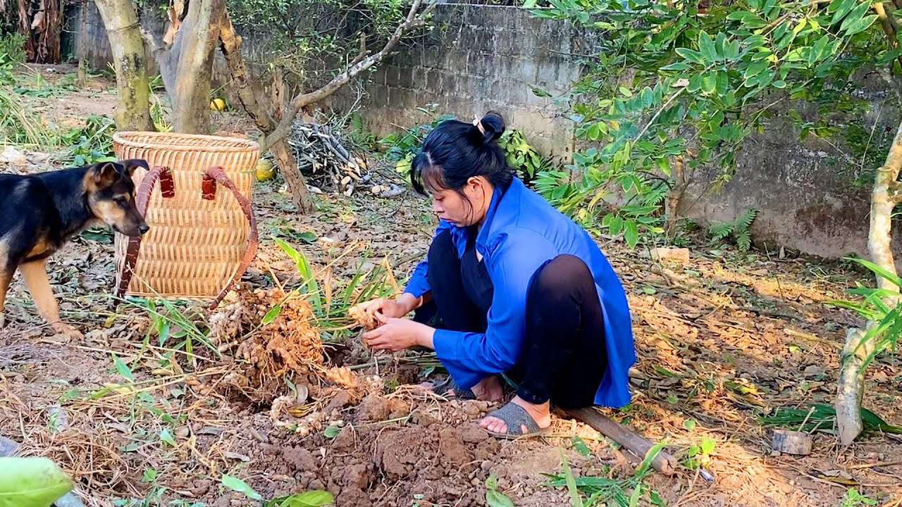 Harvesting Ginger Roots and Vegetables in the Garden - Vegetable Garden Care