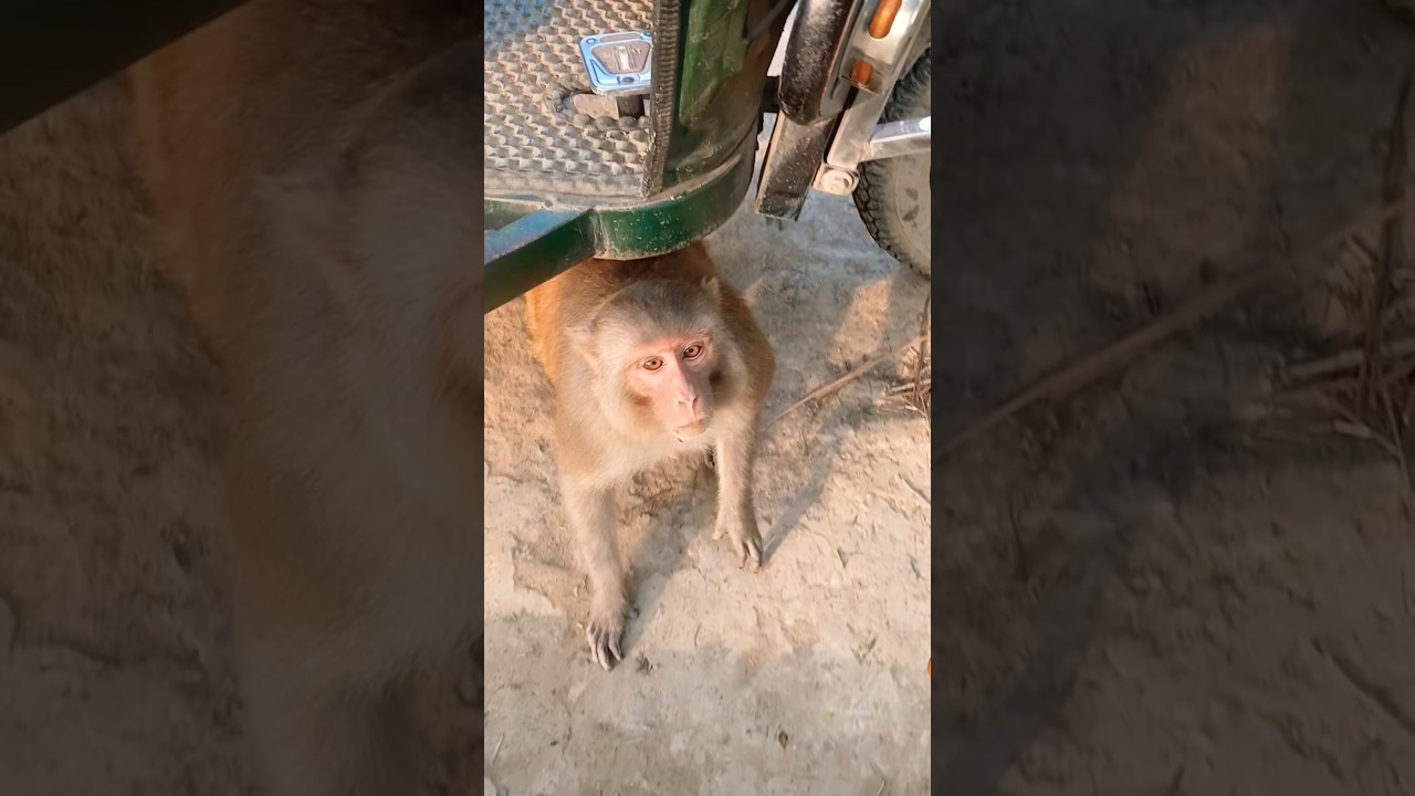 Bandar Ko aaya gussa 😡|| monkey funny video 🤣|| 