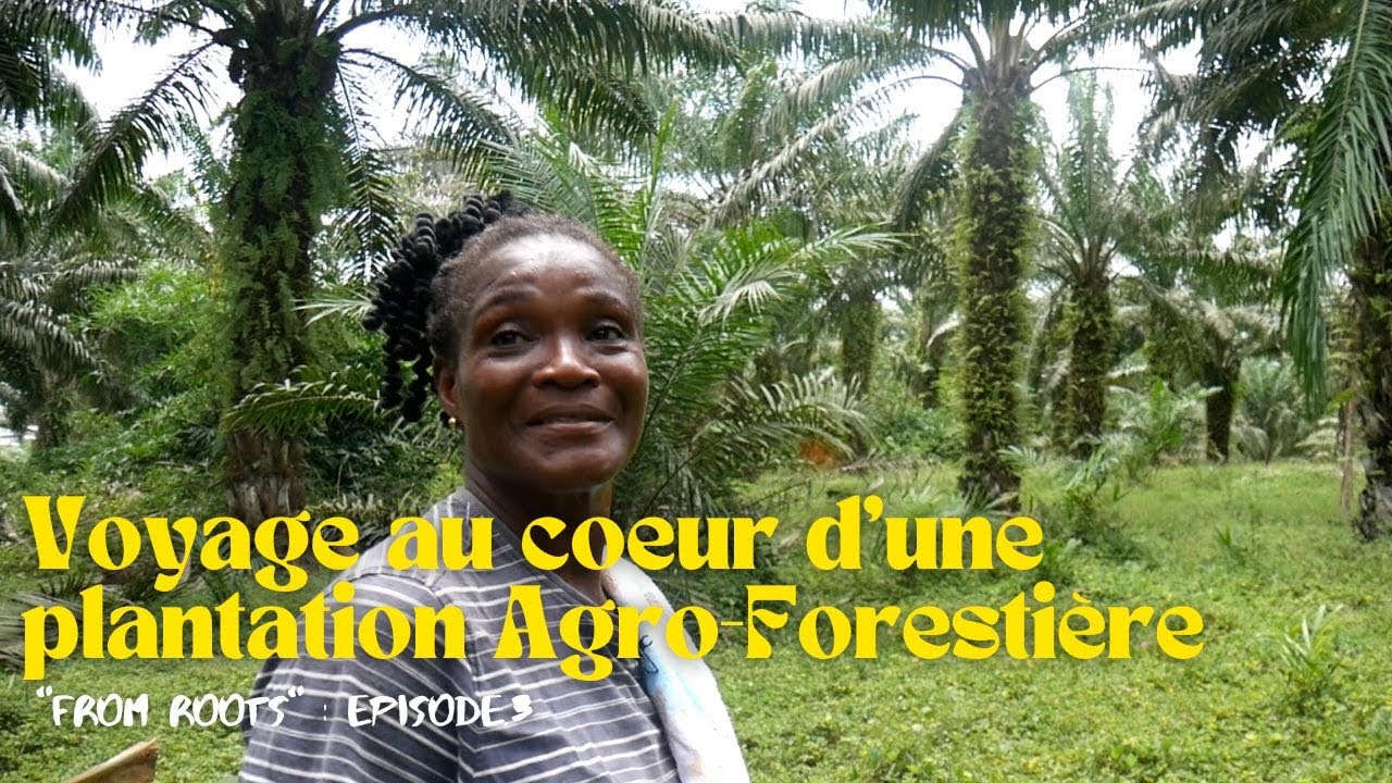 Café/Cacao : Une vaste plantation Agro-forestière à Azaguié-Ahoua en Côte-d'Ivoire. From Roots, Ep.3