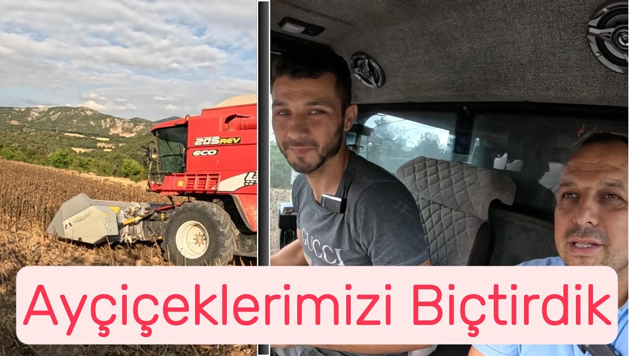 Ayçiçeklerimizi biçtirdik .Verim Nasıl?#keşfet #shortvideo #ayçiçeği #ytdayibenionecikarnolur #hasat