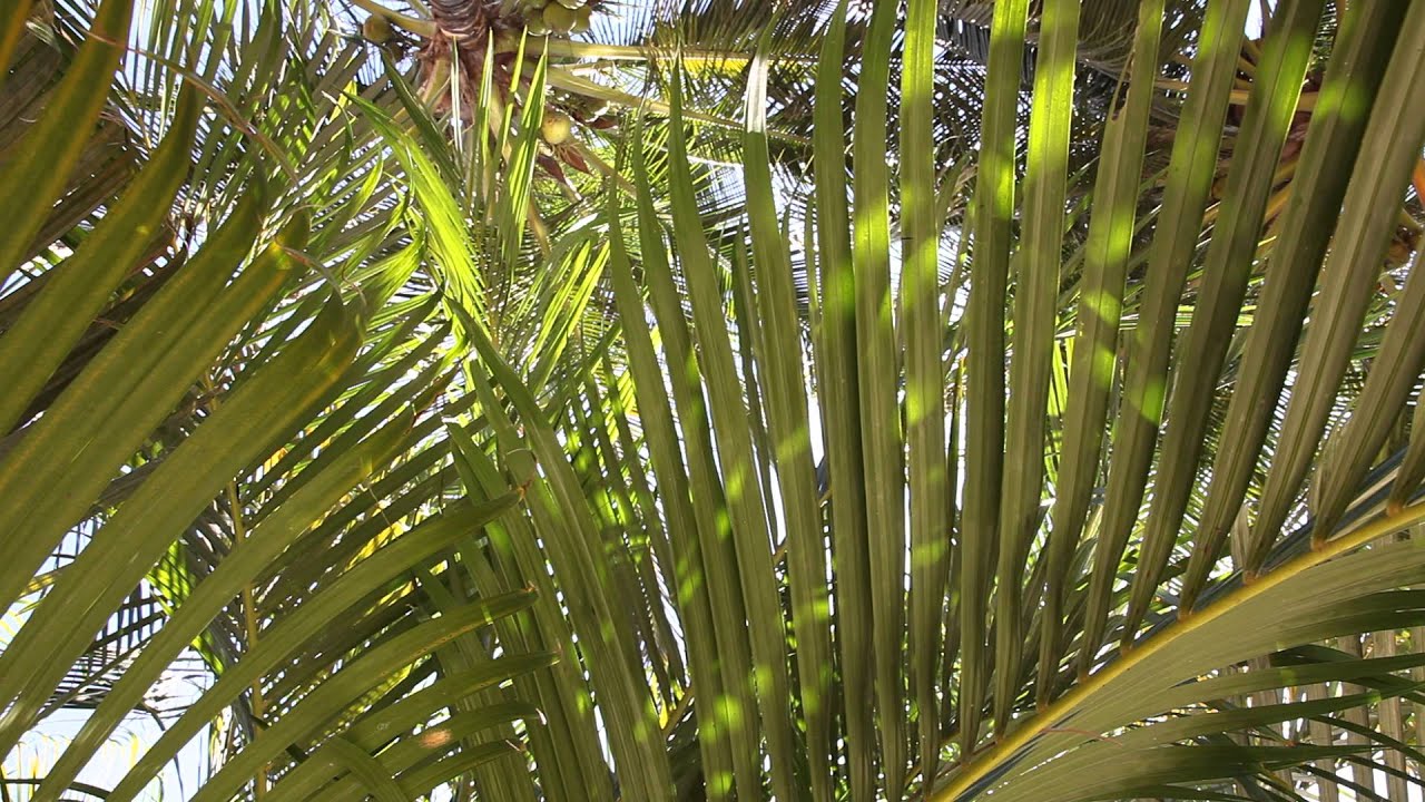 Tropicalisation