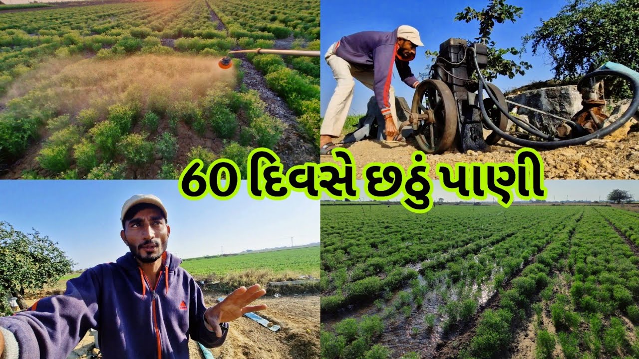 જીરા માં 60 દિવસે છઠું પાણી (જોખમ) || farming life 