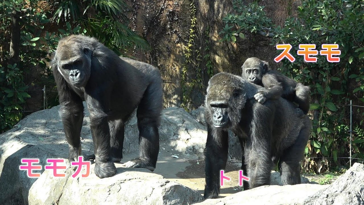 ゴリラ🦍の森の仲間たち 　トトはスモモを背負って高台の上と下を行ったり来たりで大変そう😃　上野動物園