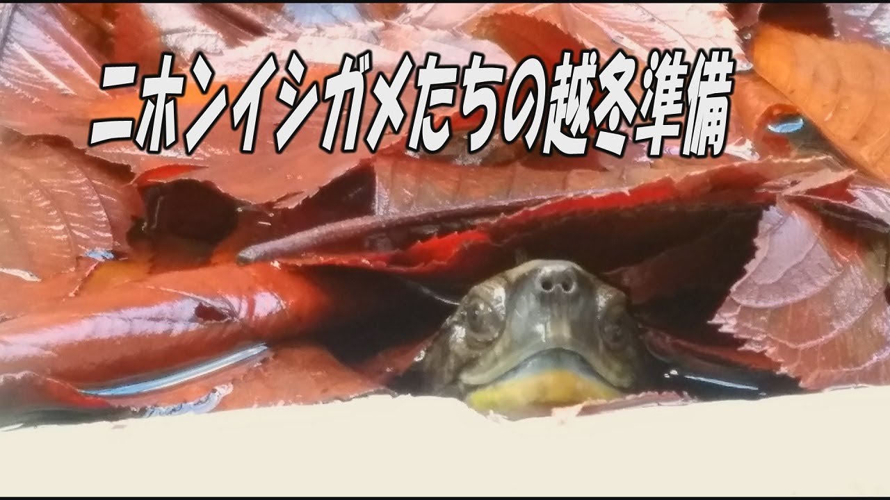 ニホンイシガメたちの越冬準備