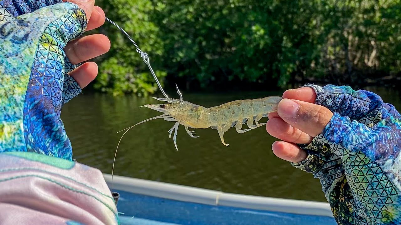 Como pescar con camarón vivo -Pargos y Robalos entre manglares