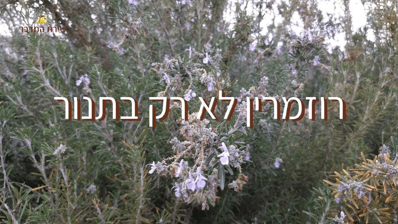 רוזמרין רפואי סגולות ויכולות