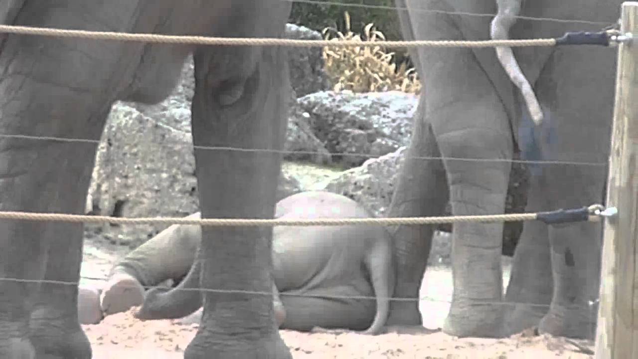 Cute Baby Elephant Ludwig sleeping at Munich Zoo