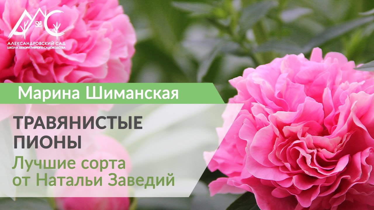 Травянистые пионы. Марина Шиманская в гостях у коллекционера Натальи Заведий