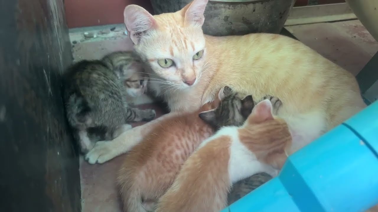 Family Cat. Mama Is The Best Mother. #cat #adoptstrays #kitten #cutecat @TheStrayCatsandKittens