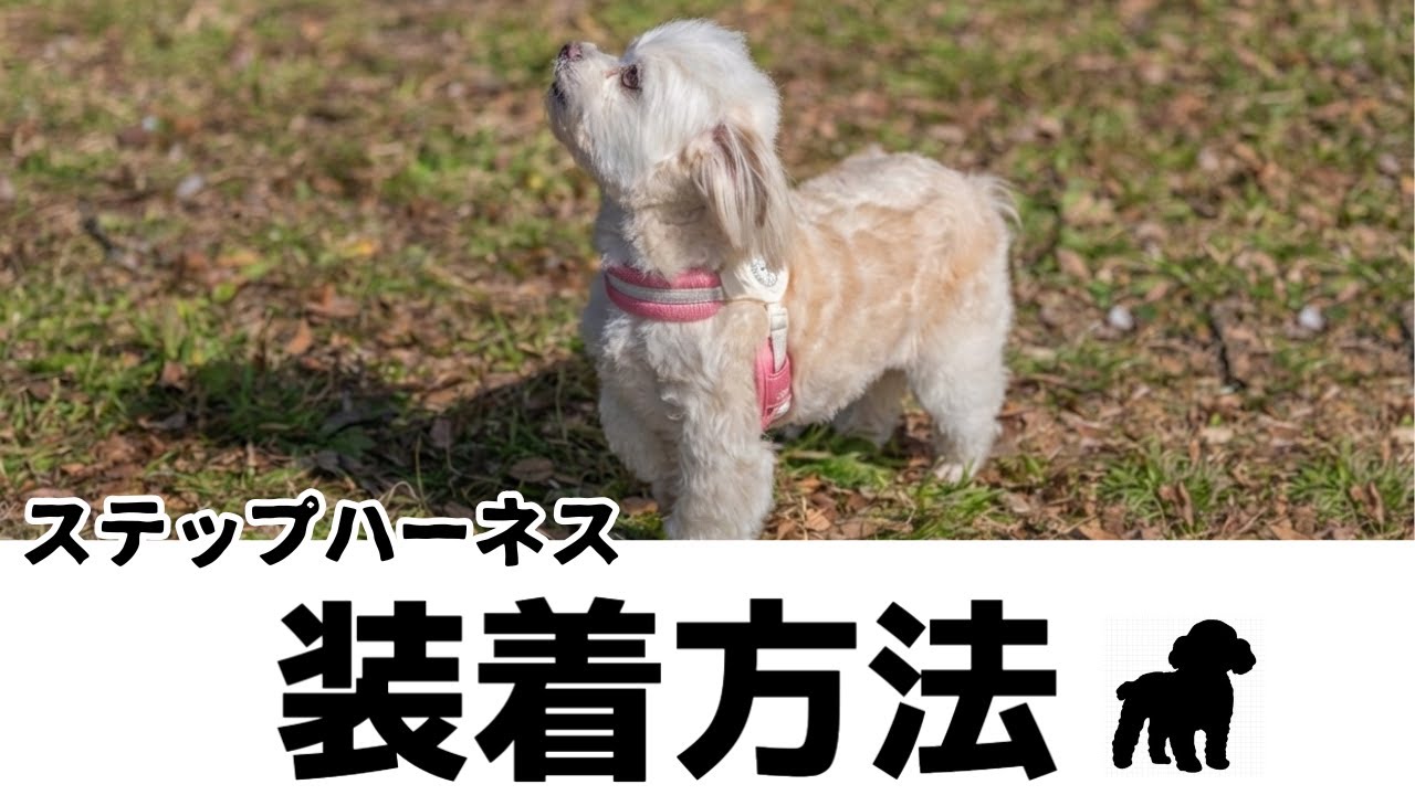 【簡単装着】ステップハーネス
