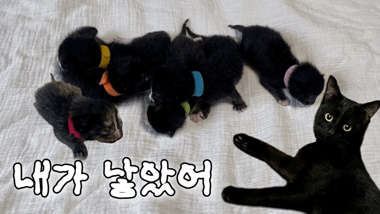 우리 기다렸어요? • 새끼 고양이 6마리 출산