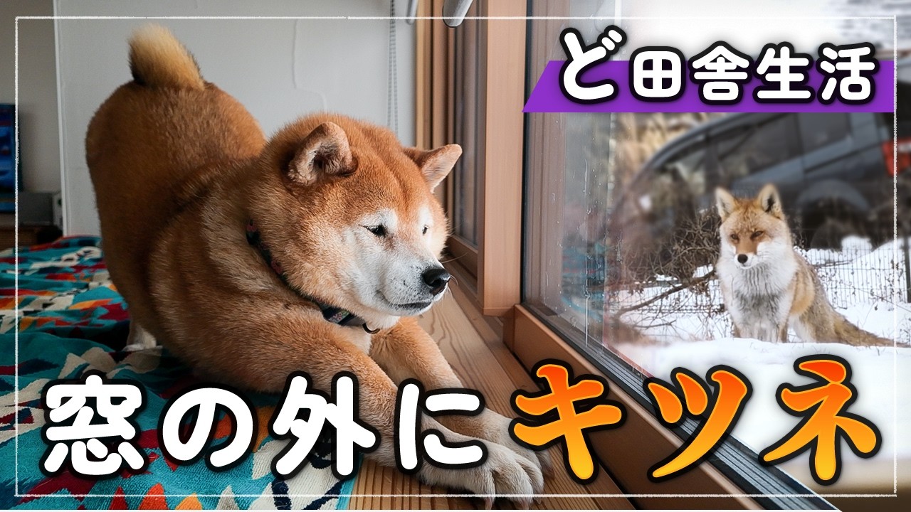 柴犬｜窓の外でキツネがまさかの行動…移住先の八ヶ岳で見た野生の瞬間