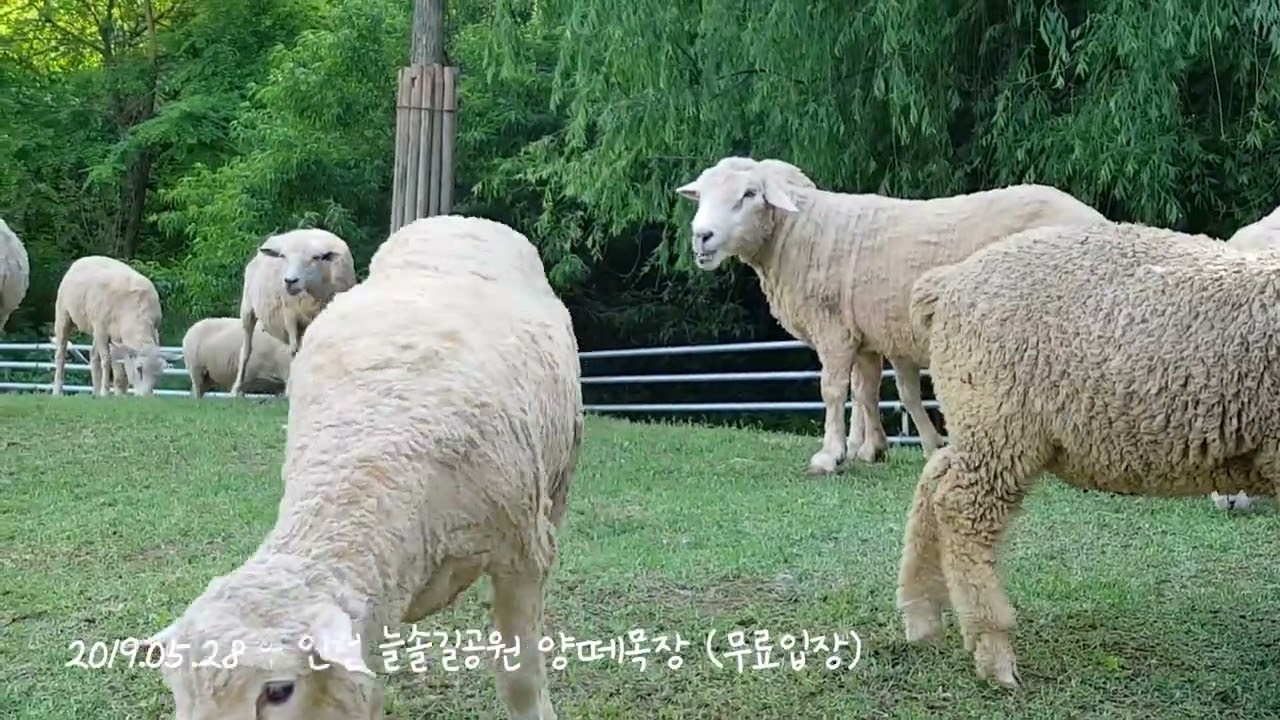 주말나들이 무료로 입장 가능한 늘솔길공원 양떼목장
