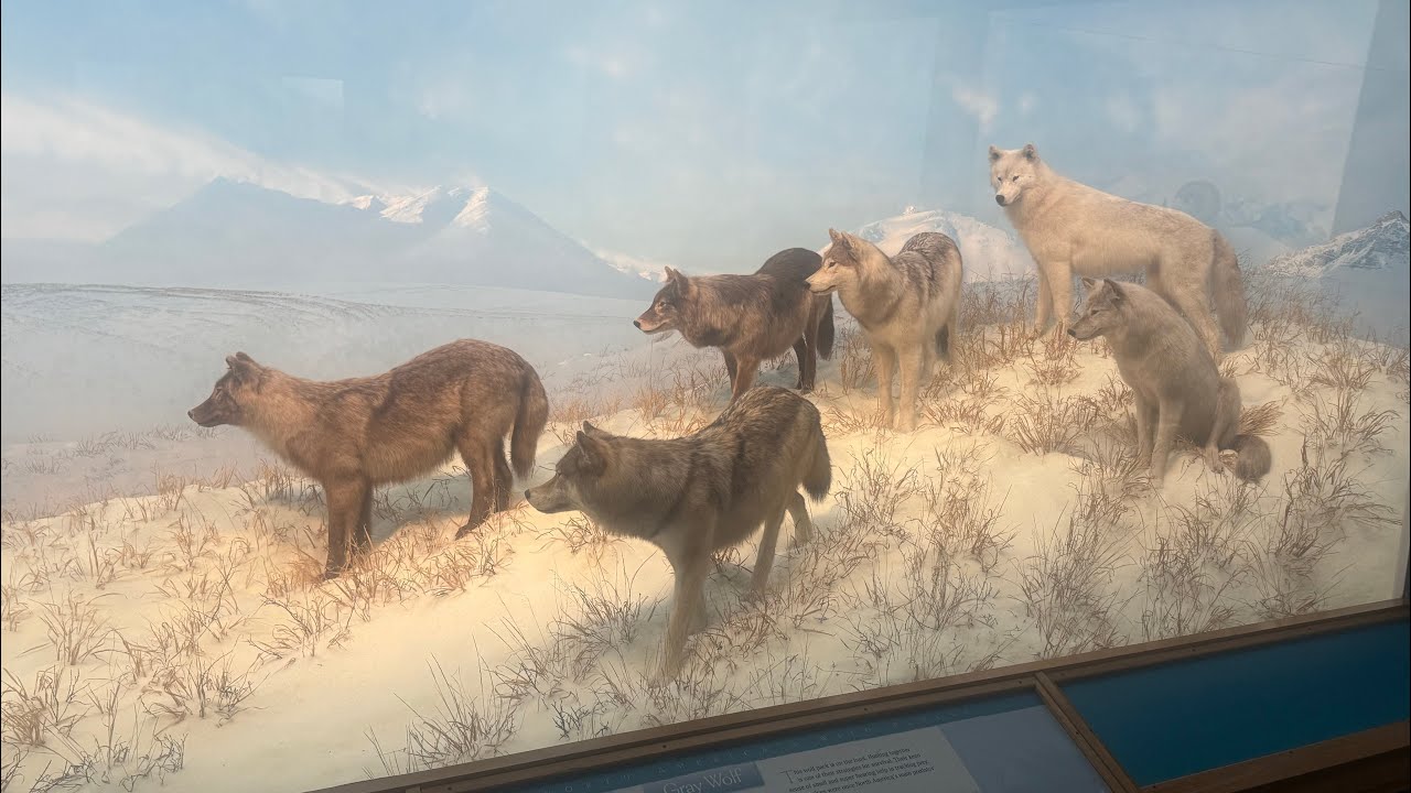 Everything I saw at The Denver Museum of Nature and Science part five