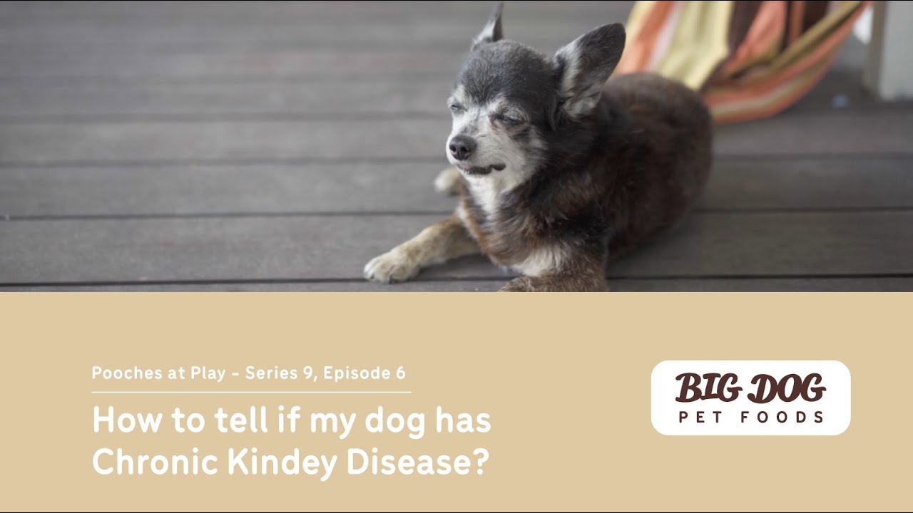 How can I tell if my dog has Chronic Kidney Disease?