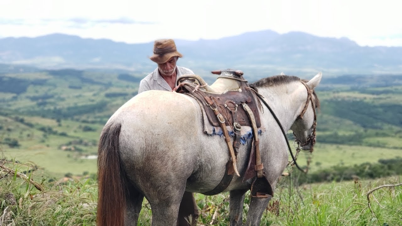 Plantação de capim Buffel 