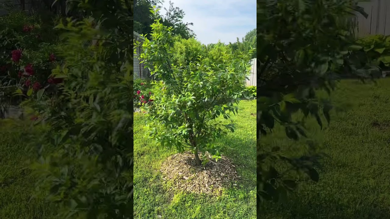 Удивительная карликовая вишня!!