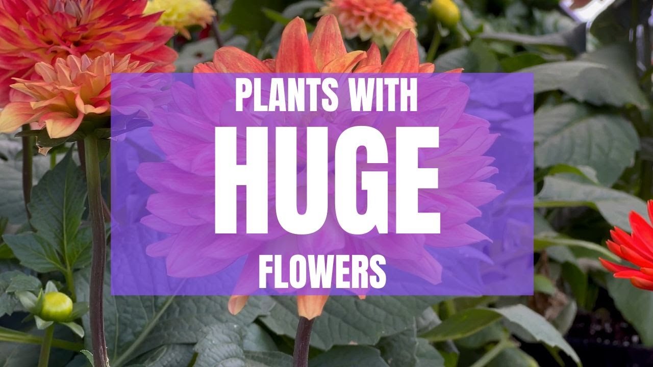 Garden Plants That Produce HUGE Flowers and Blooms