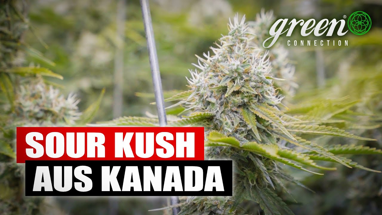 &bdquo;Wir sind eine, der ersten Firmen f&uuml;r legales CANNABIS in KANADA&ldquo; | GreenConnection meets Aleafia