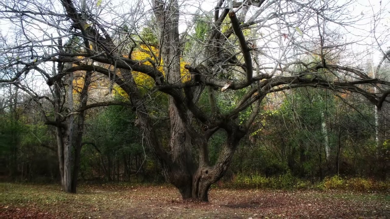 Coldstream Conservation Area Through My Lens