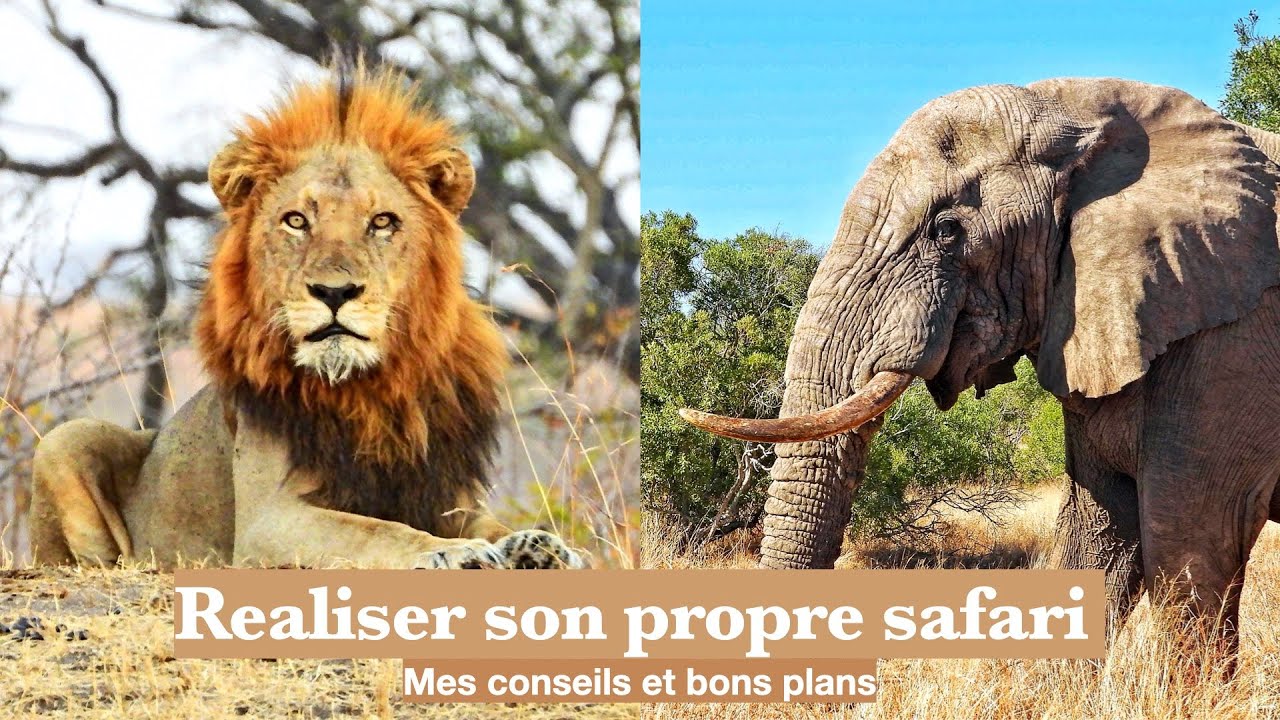 Réaliser son propre safari - Mes conseils et bons plans