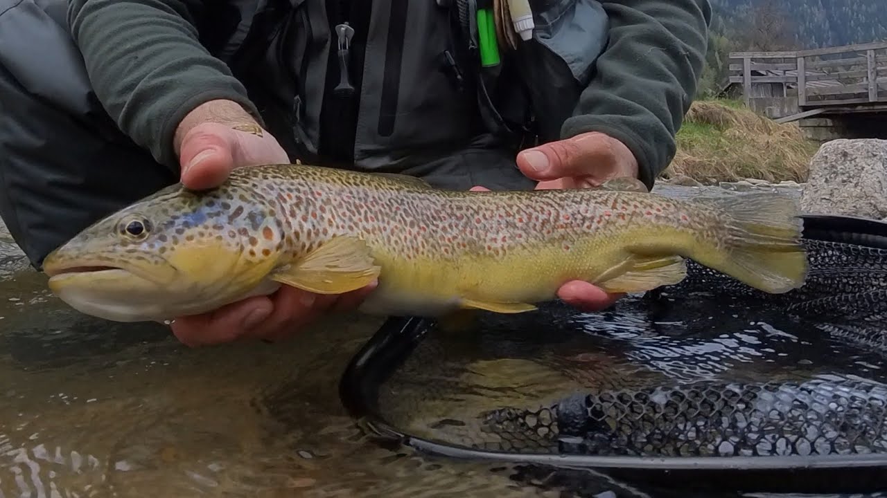 I mostri del Torrente !!! Trote Selvatiche da 30-40-50-60 !!!VIdeo3/3 Fario/Marmorate
