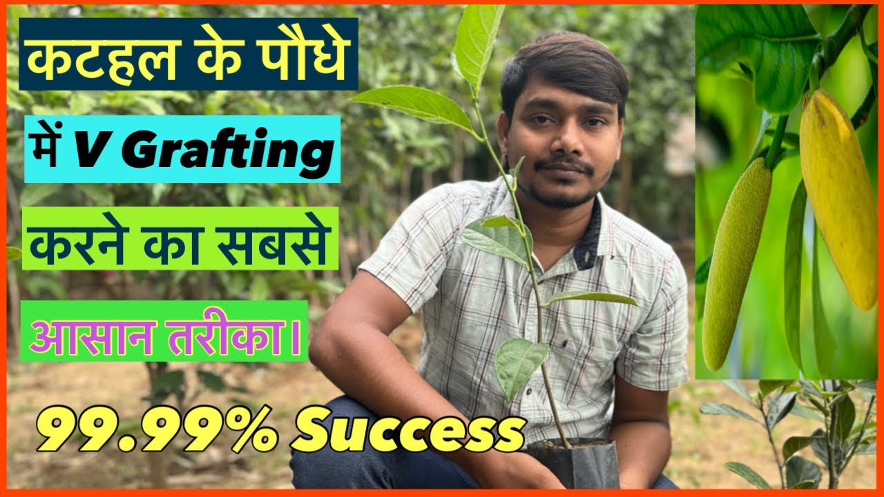कटहल के पौधे में V Grafting करने का सबसे आसान तरीका।#indian_nursery_tips