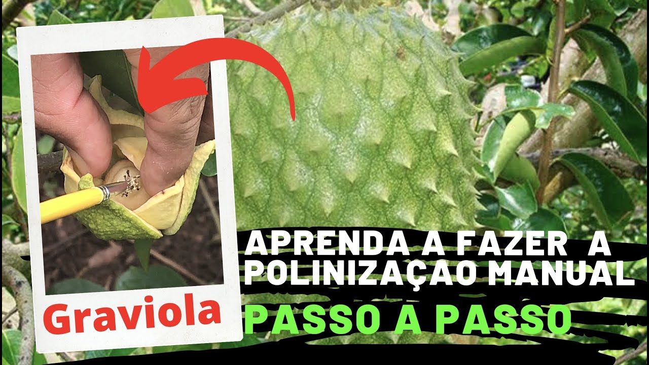 Como Fazer a Polinização da Graviola