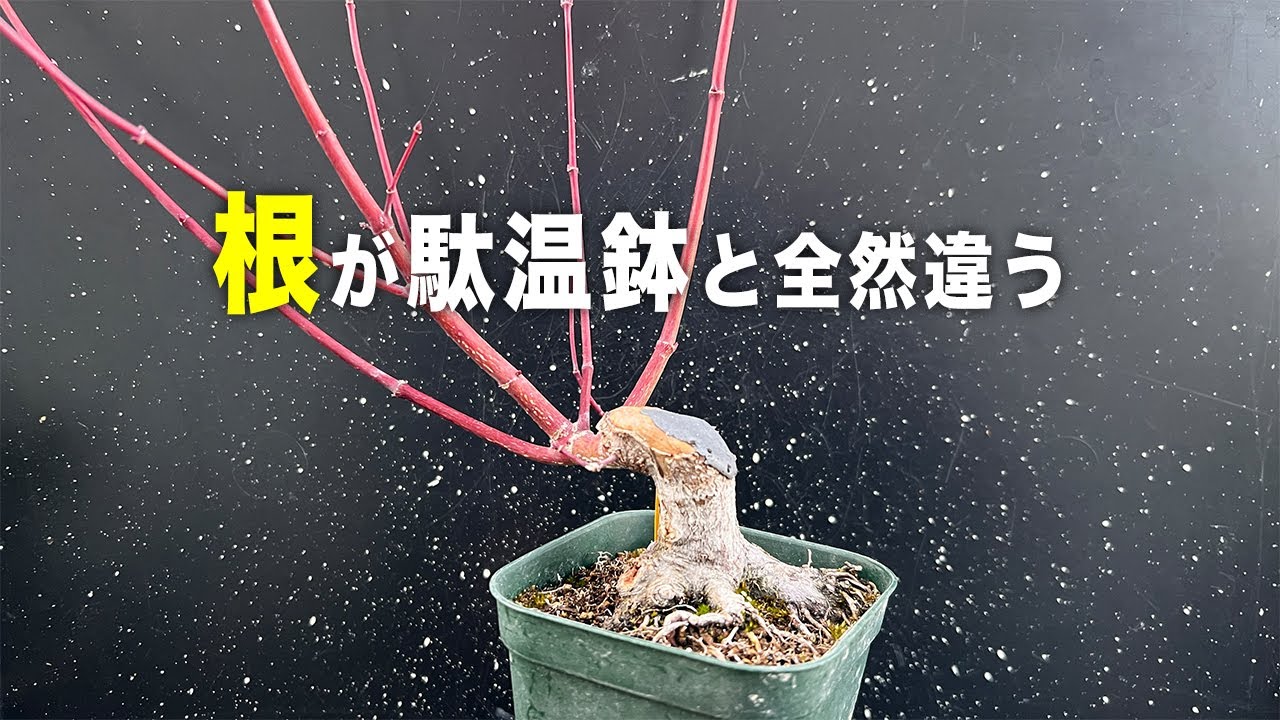 【YMJ】プレステラ培養の根がかなり良い #盆栽 #bonsai