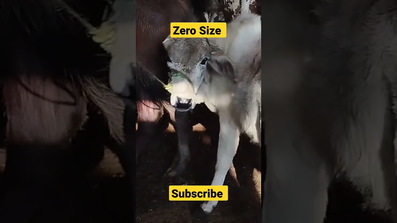 Zero Size Bachra #shorts #beta #short_videos #viral