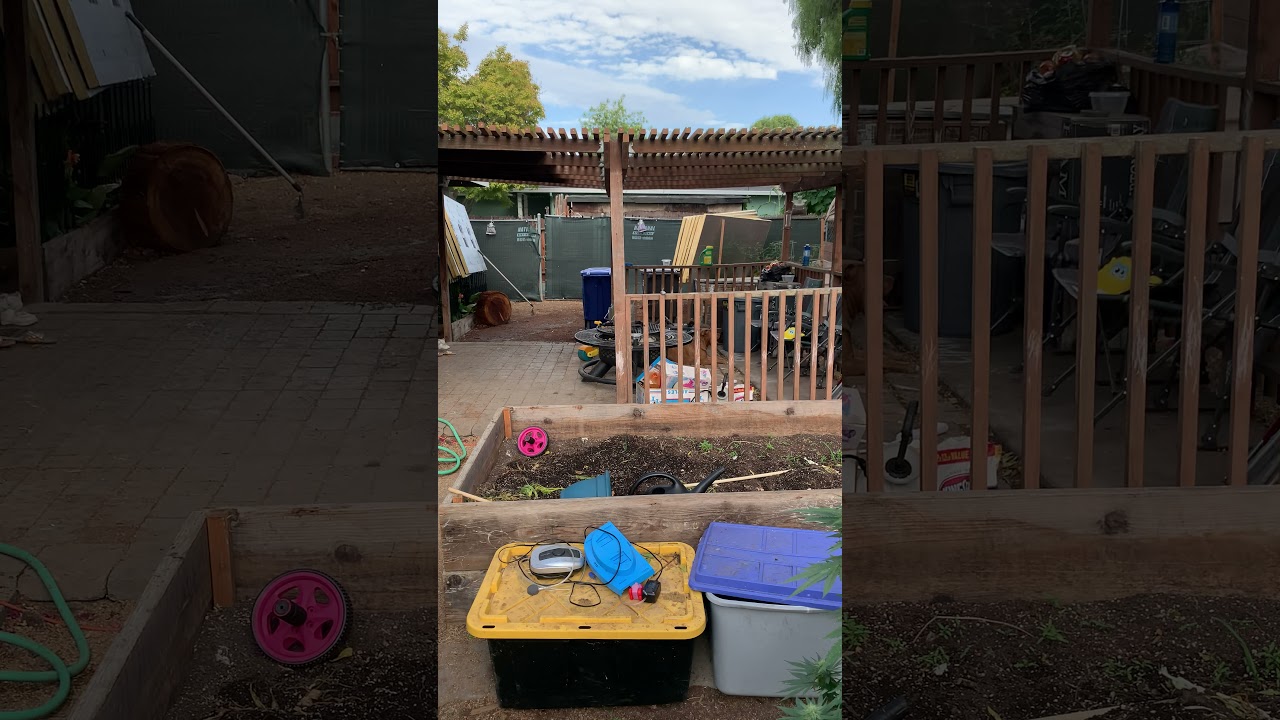 Outdoor weed grow 2021 mid-end flower