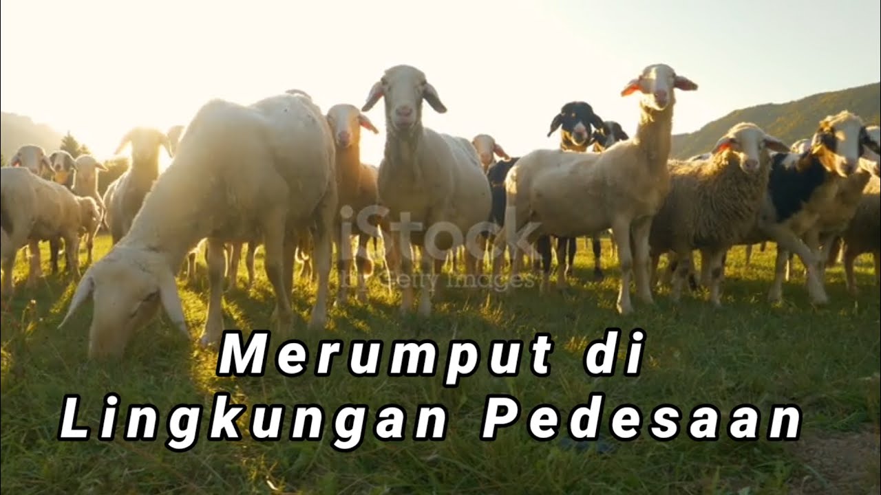Video kawanan Domba merumput dengan damai di sekitar pedesaan dengan wol Lembut 