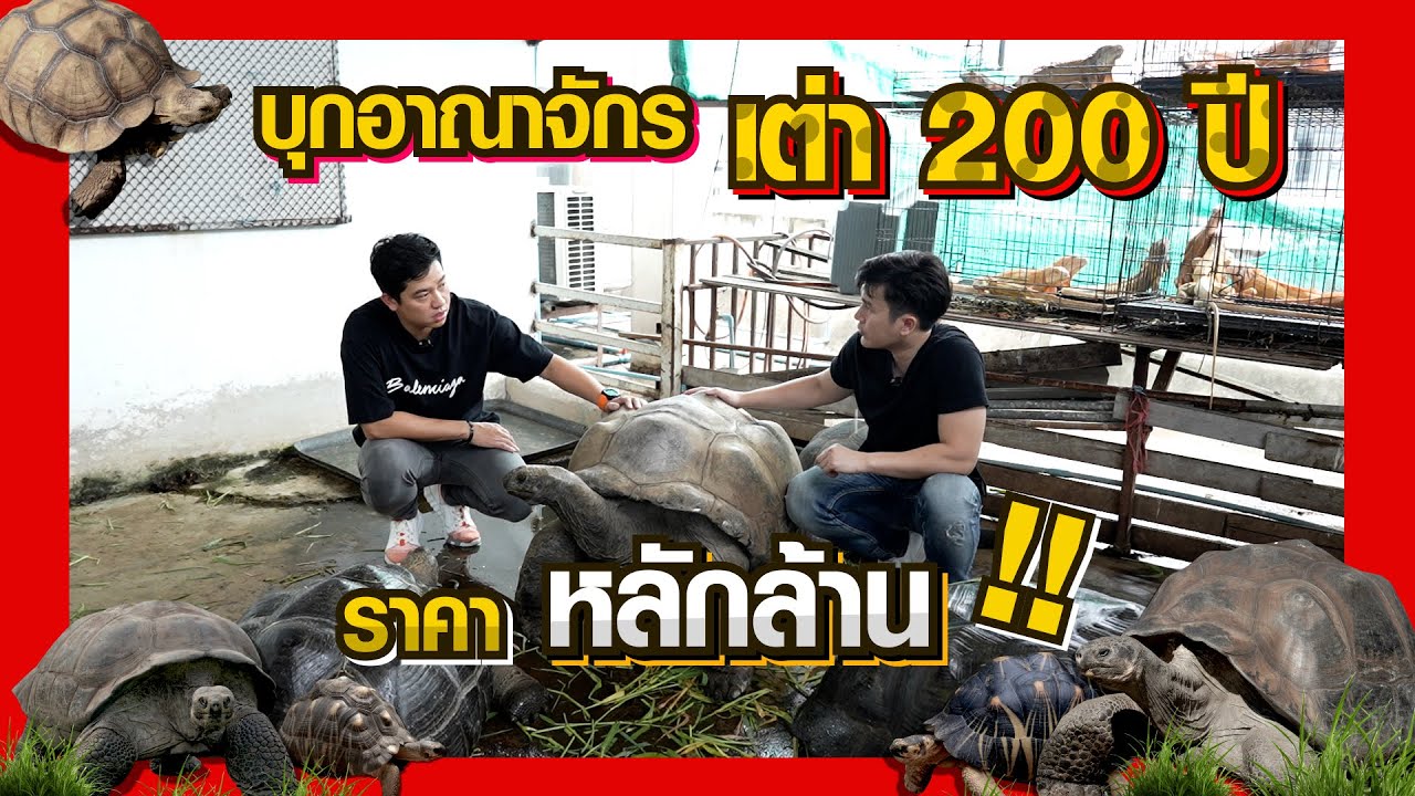 Men Story l บุกอณาจักร เต่ายักษ์ อัลดาบรา 200 ปี พร้อมพาชม เต่าหายาก กาลาปาโกส ราคาหลักล้าน