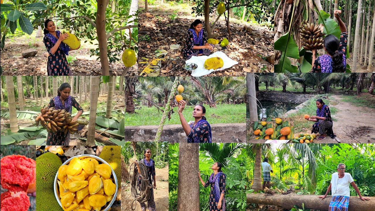ஒரு வானவில்லின் பக்கத்திலே வாழ்ந்து பாா்க்கிறேன் நானே🌿Jackfruit ,Red banana and papaya harvesting🌳🍌