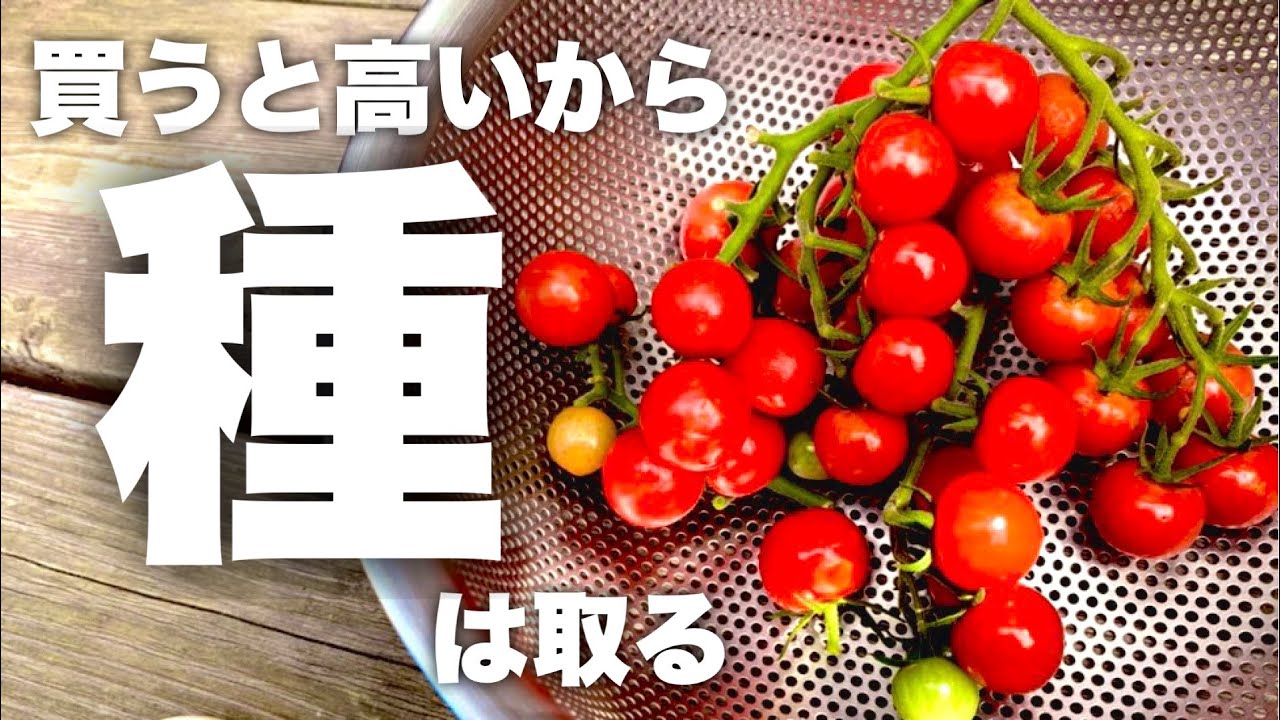 【今年は種から！】初心者でも簡単なミニトマトの種取り→種まき→育苗を徹底解説|ミニトマト栽培方法