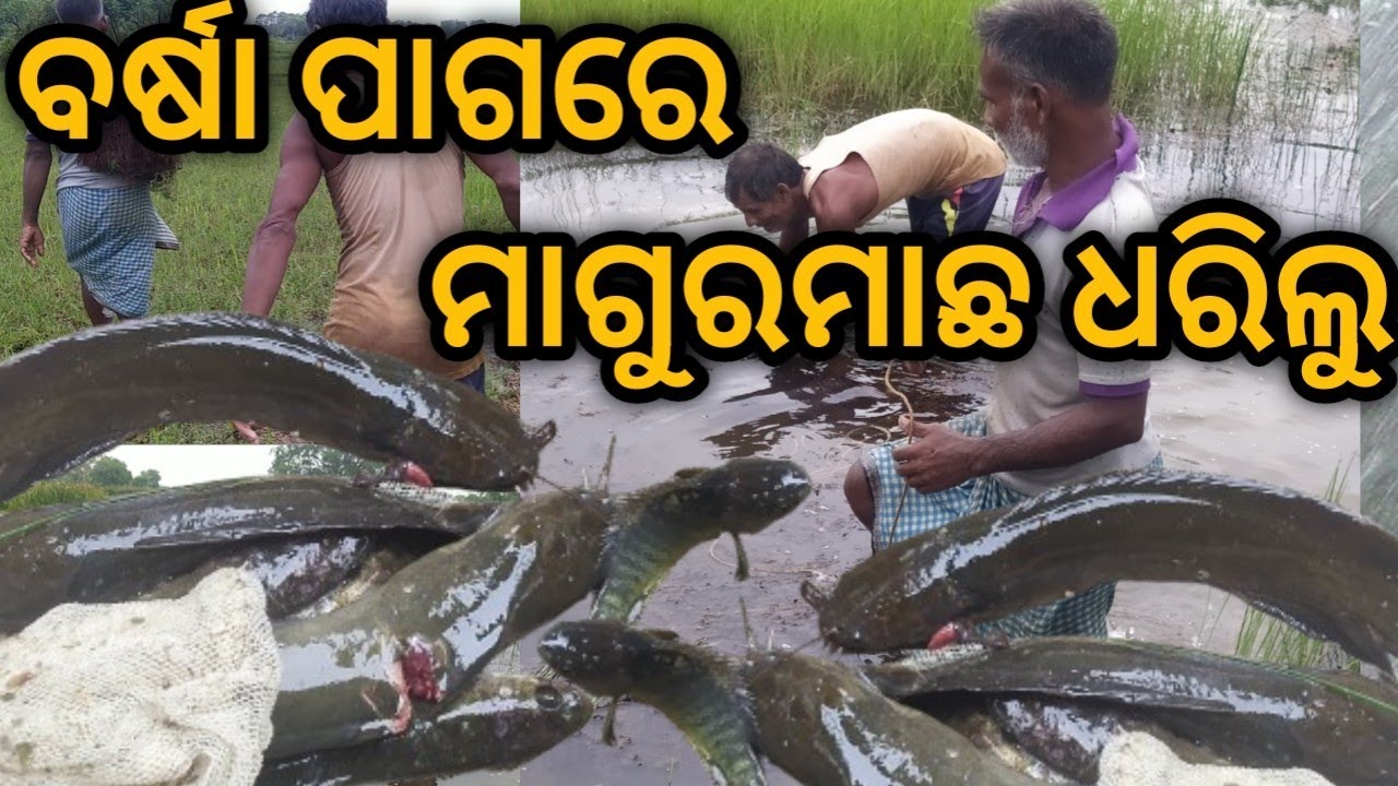 ବର୍ଷା ପାଗରେ ମାଗୁରମାଛ ଧରିଲୁ /ମାଗୁରମାଛ ଦେଖିକି ପାଗଳ ହେଇଗଲି 🐟🐬🐠🦀🦞🦐🐋🦈 /ଦେଶୀମଛ ଧରିବା ଚାଲିଛି #fish#fishing